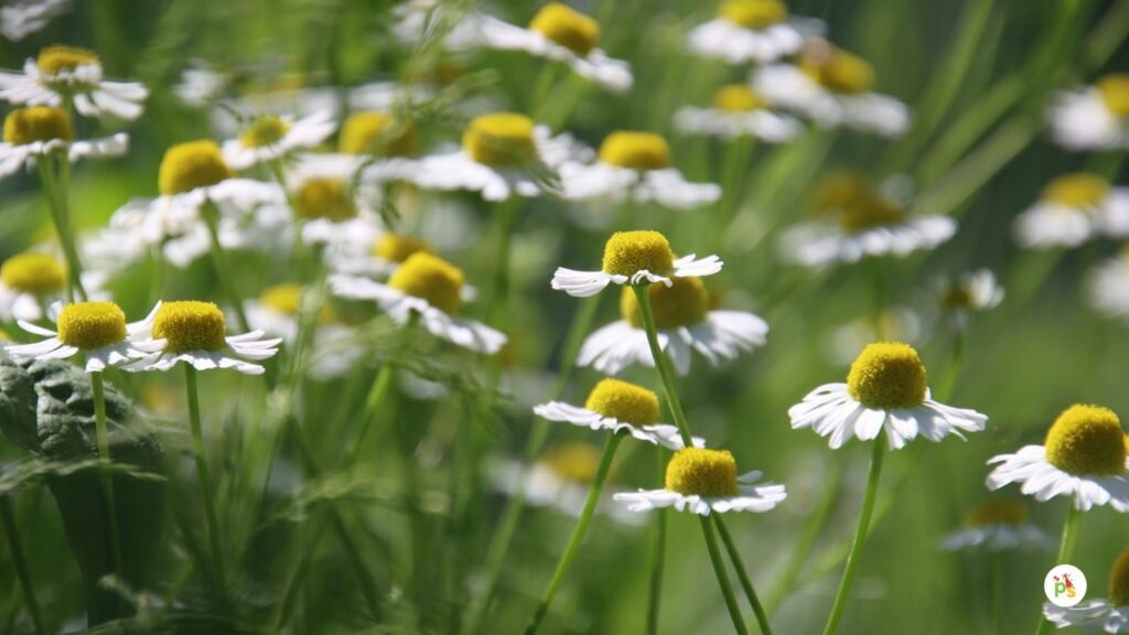 Floor-Level Floral Meadows