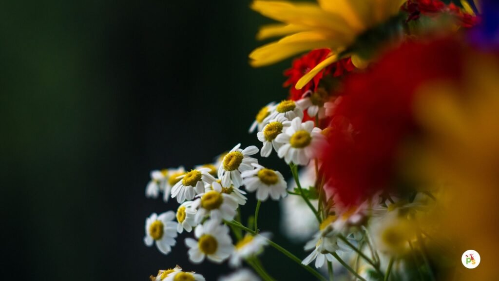 Wildflower Pew Bundles