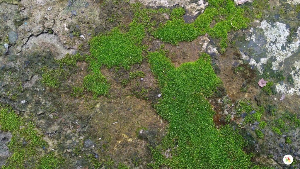 Moss-Covered Monogram